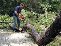 Best Tree Risk Assessment  in Pasadena, CA