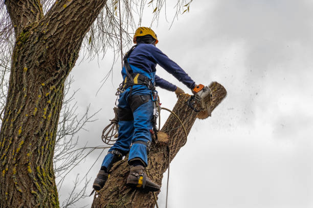 Best Tree Health Inspection  in Pasadena, CA