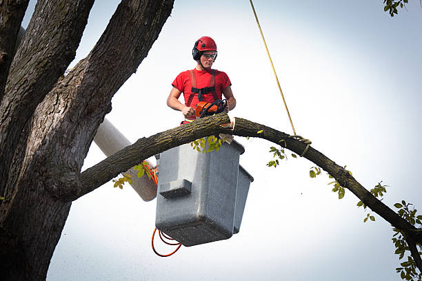 Best Emergency Tree Removal  in Pasadena, CA