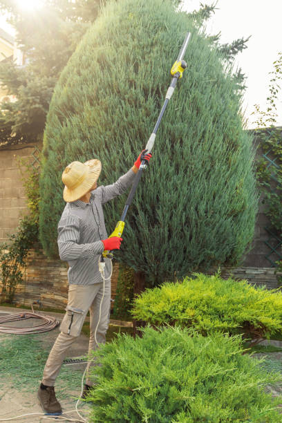 Best Palm Tree Trimming  in Pasadena, CA