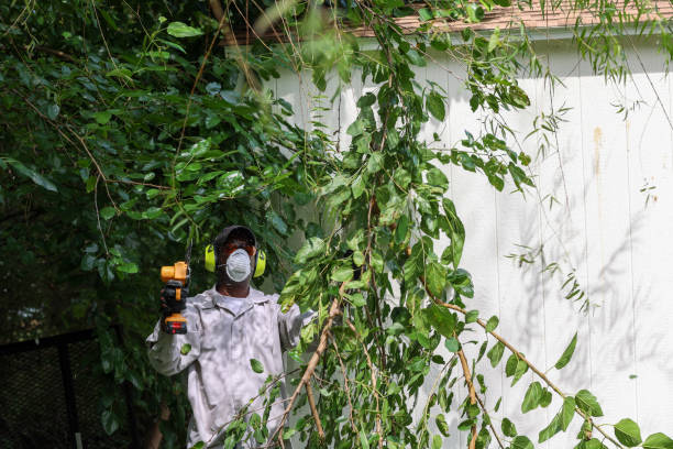 Best Weed Control  in Pasadena, CA