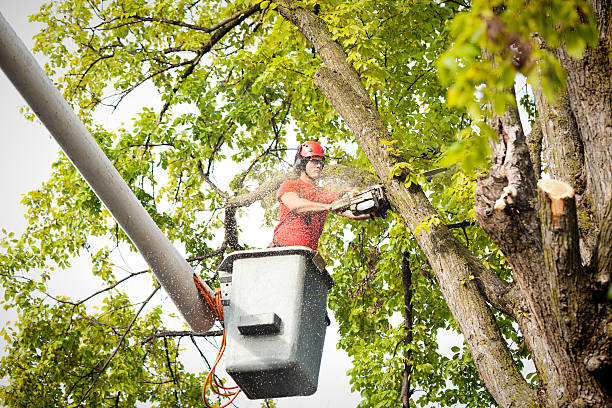 Best Tree Mulching  in Pasadena, CA