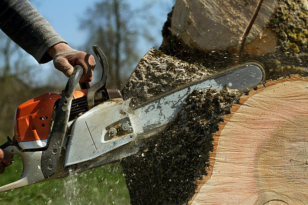 Best Storm Damage Tree Cleanup  in Pasadena, CA